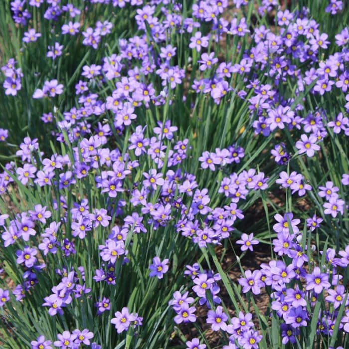 Blue Eyed Grass