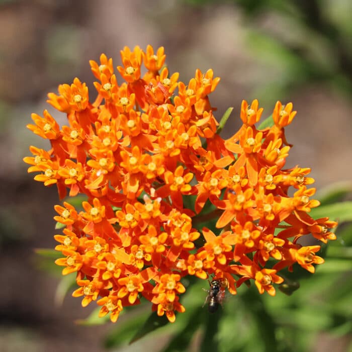 Butterfly Weed