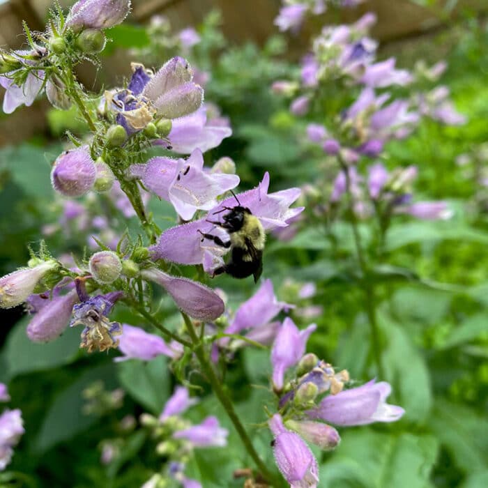 Calico Beardtongue