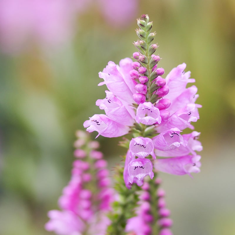 Obedient Plant (False Dragonhead) | Willowsford Conservancy & Farm