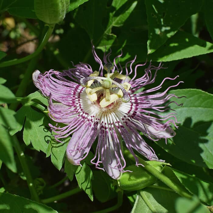 Purple Passion Flower